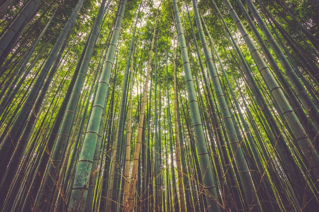 Bamboo