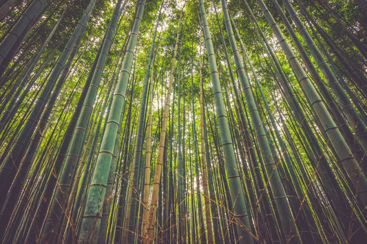 Bamboo